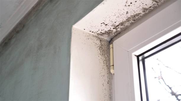 Best Comprehensive Air Testing for Mold Contaminants  in Silver Creek, NY